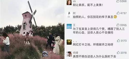 △视频主播踩踏粉黛花海现场及网友评论