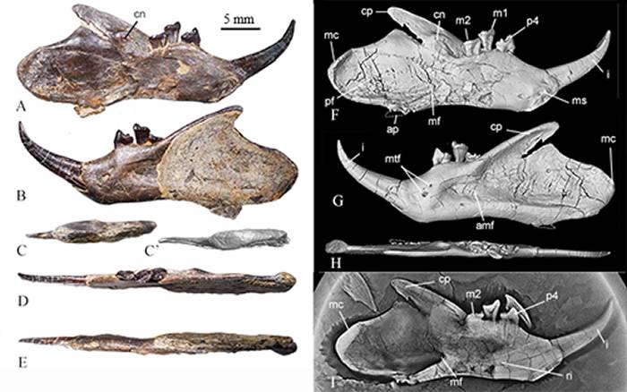 济赞堂奇兽模式标本下颌形态及CT，CL扫描和复原图（毛方圆供图）