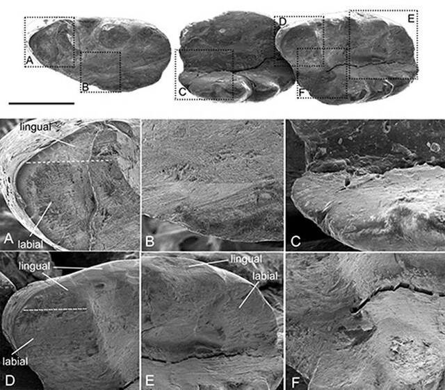 济赞堂奇兽牙齿磨痕的SEM显微结构，显示磨蚀面，磨痕及其分布（毛方圆供图）