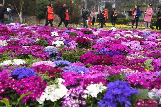 ▲2月15日，重庆市江北区观音桥步行街上，五颜六色的鲜花盛开。