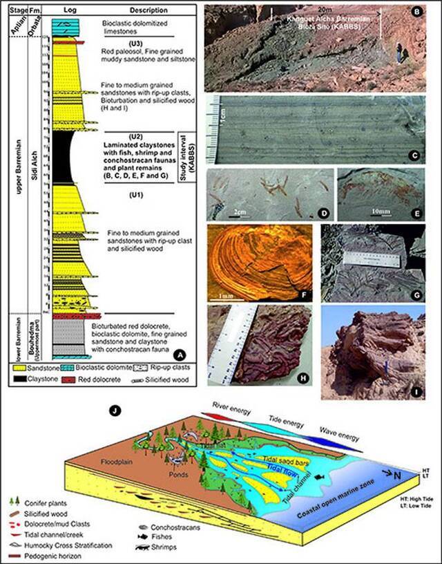 突尼斯Chotts盆地含化石地层A-C、产出化石（D-I）及古环境重建（J）。供图：吴飞翔