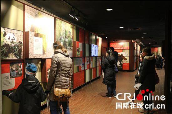 美国访客在熊猫馆内浏览装修后增添的展示墙。（摄影刘坤）