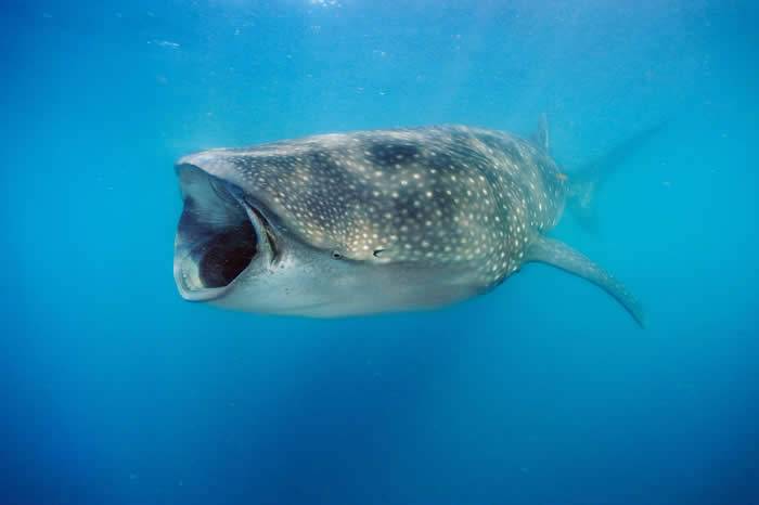 有一项新研究发现，鲸鲨其实并非百分之百的食肉动物PHOTOGRAPHBYBRIANJ.SKERRY,NATGEOIMAGECOLLECTION