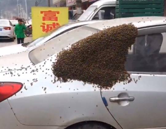 疑为蜂王缺食率众蜂搬家误以为车中有花香