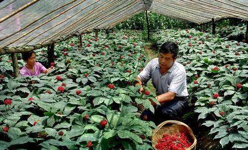 村民在西洋参种植基地务工（资料）。留坝县因地制宜，精心培育支柱产业，依托丰富的药材资源，兴建以西洋参为主的种植、制药企业，带动了该县西洋参产业发展。汪全宝摄