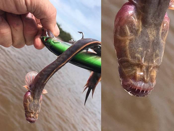澳大利亚北部卡卡杜国家公园附近水中捕获罕见无眼怪鱼专家称是“须鳗鰕虎鱼”