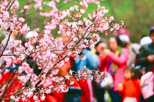 台当局4月将推“春游补助”，但是从暖冬、扩大暖冬到春游都是检讨声浪不断，不仅旅宿业者抱怨补助款项拖欠太久，表示不想陪台当局玩了，还有业者抱怨补助乱象。（图片来源：台湾《联合报》）