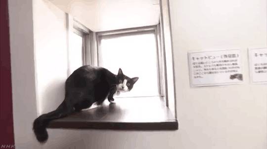 猫咪专用阳台