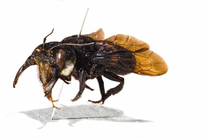 阿尔弗雷德.罗素.华莱士采集的华莱士巨蜂原始标本。PHOTOGRAPHBYROBERTCLARK,NATGEOIMAGECOLLECTION