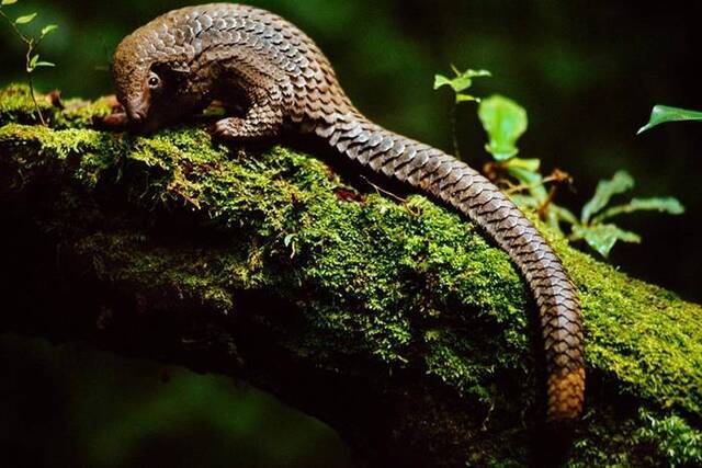 如同这只在刚果民主共和国的长尾穿山甲（Phataginustetradactyla）一般，穿山甲是唯一已只具有鳞片的哺乳类。PHOTOGRAPHBYFRA