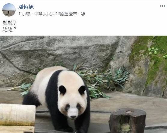 高雄观光局局长潘恒旭发文证实大陆将赠送熊猫给高雄（Facebook截图）