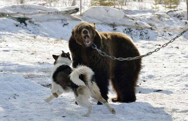 猎犬在距离棕熊100米远的地方，根据气味和踪迹在2分钟内找到猎物。