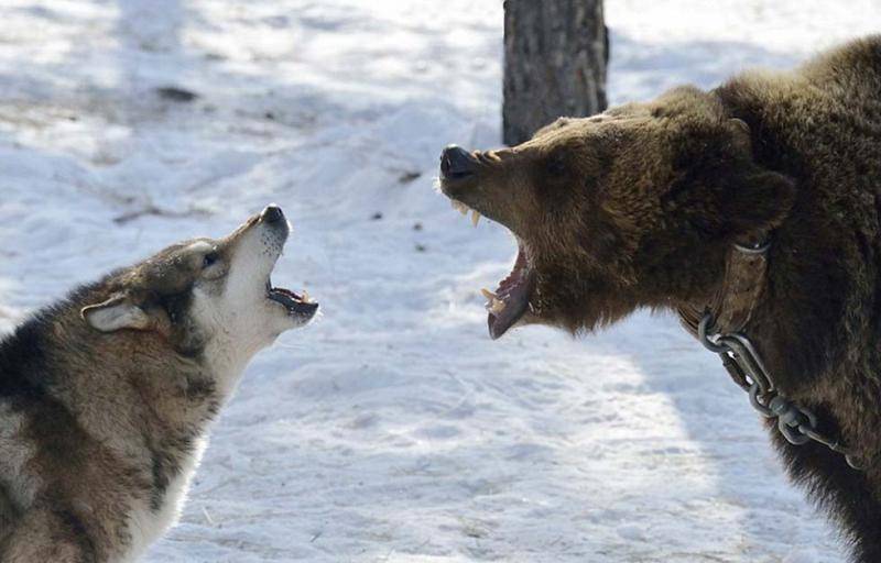 在雅库茨克附近举行的狩猎竞赛中，玛莎面对来袭的猎犬高声咆哮。