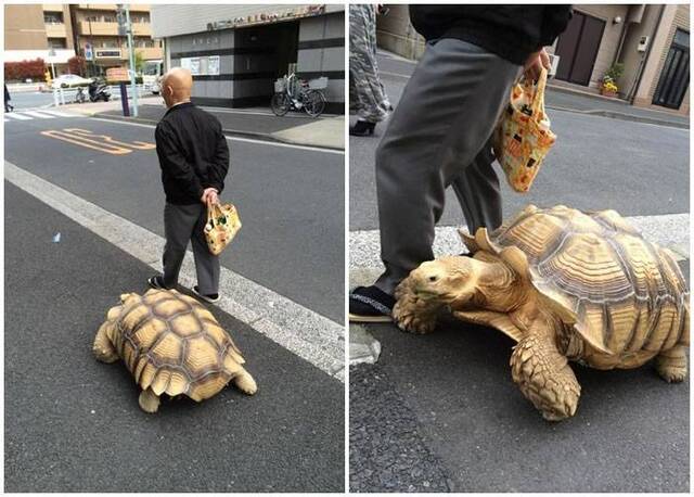 老翁经常带他的宠物巨龟外出散步