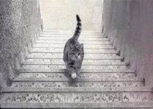 照片中的猫咪究竟是在上楼梯还是下楼梯，网民众说纷纭。
