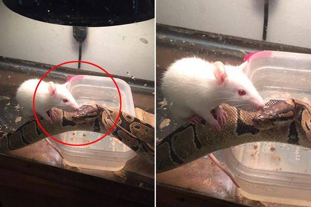 美国女主人将一只老鼠送给宠物蟒蛇当食物谁料它们成了朋友
