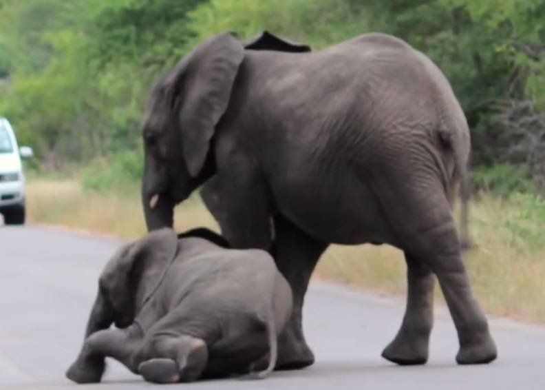 大象用脚不断推它起来