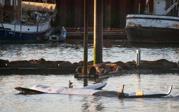 美国俄勒冈州上百只海狮占据码头出动10公尺长大型机器虎鲸驱赶