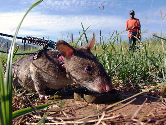 柬埔寨训练巨鼠嗅探地雷20分钟可完成人类探雷工5天工作量