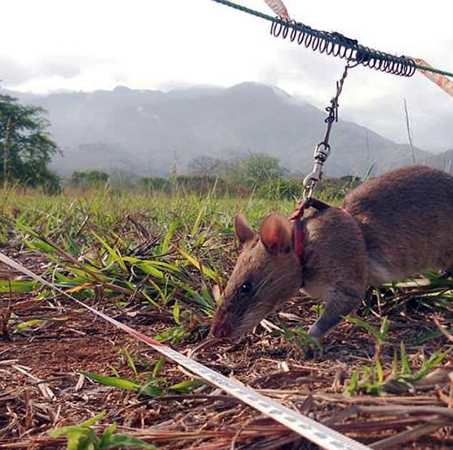 柬埔寨训练巨鼠嗅探地雷，20分钟可完成人类探雷工5天工作量