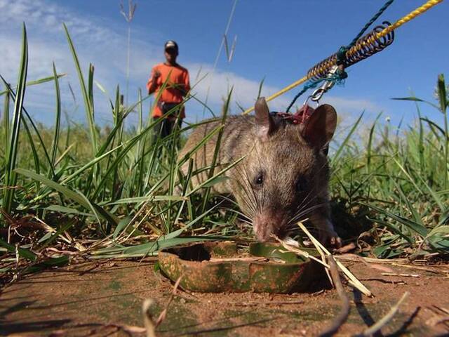 非洲巨鼠AfricanGiantPouchedRats用灵敏的嗅觉闻出地雷的位置