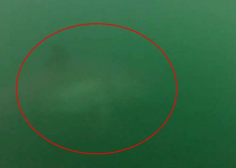 大白鲨（红圈示）在滑浪者附近游过