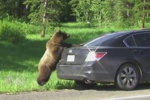棕熊在“检查”另一辆汽车