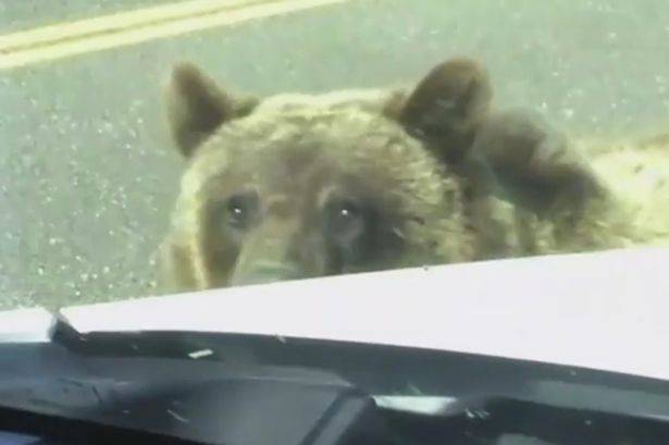 彼得斯一家当时在车上观察棕熊