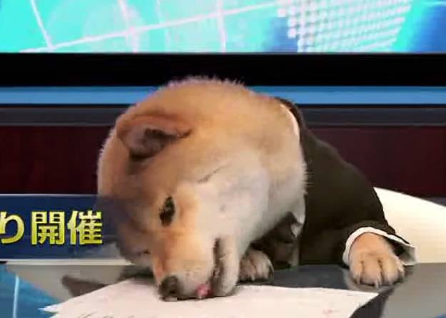 犬山柴男不继狂舔稿件