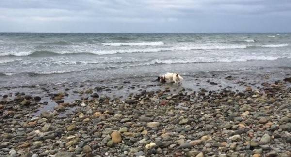 史宾格犬不断吠叫在海边钓鱼的英国男子救出搁浅年幼鼠海豚