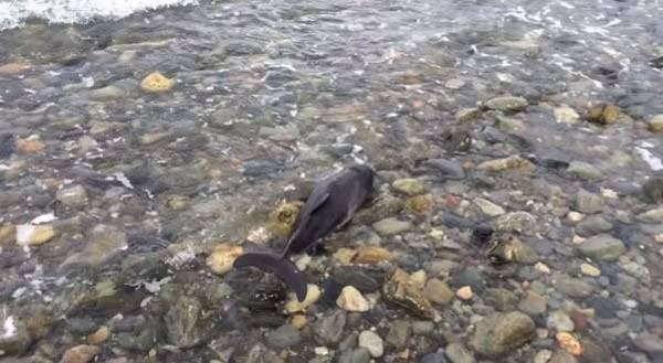 史宾格犬不断吠叫在海边钓鱼的英国男子救出搁浅年幼鼠海豚