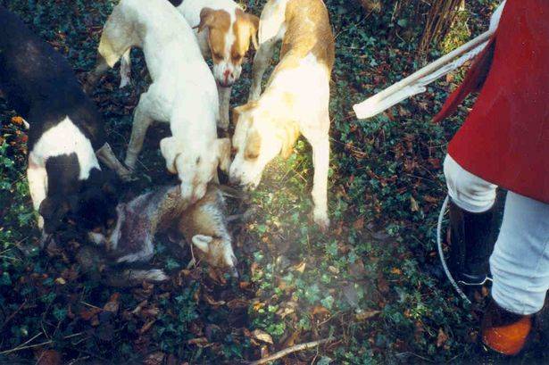 英国议员将会就狩猎法案修正案进行表决猎犬遭残杀或将合法化