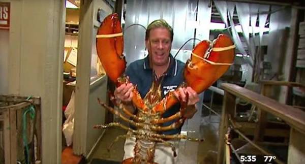 有餐厅服务员表示，如果要拿起这只龙虾，必须用上全身的力气，简直不可思议。
