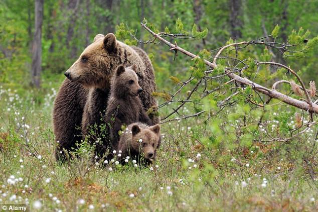 深受棕熊攻击事件困扰意大利准捕杀保育类棕熊