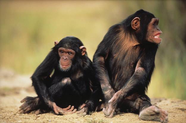 曼哈顿最高法院法官周四裁定，黑猩猩不享有“人权”。