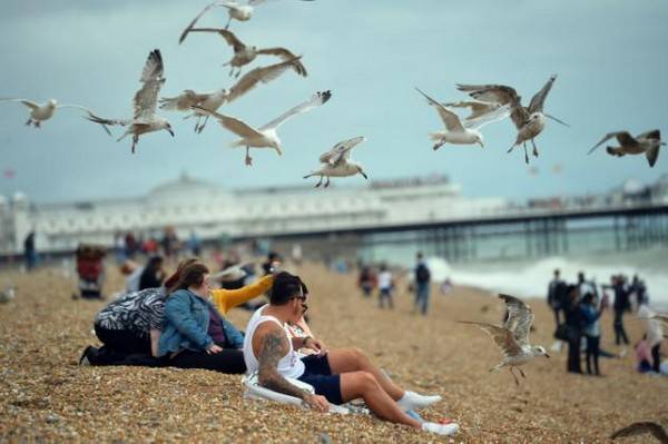 英国凶猛海鸥有组织性的抢夺食物