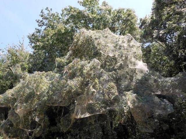 美国德州公园发现一张超巨大的蜘蛛网估计上千只以上蜘蛛织成