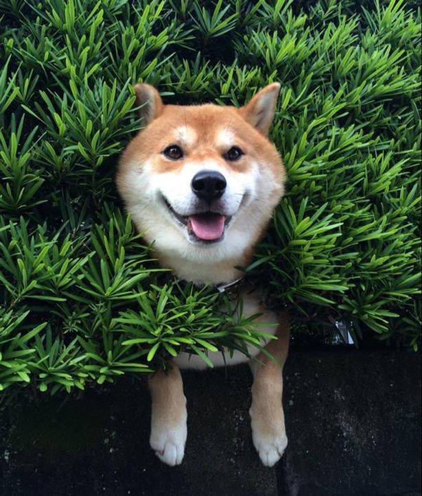 日本一只西巴犬的头不幸卡在树篱中表情却十分淡定惹人发笑
