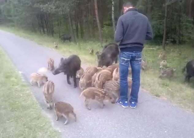 猪群好奇地围着男子