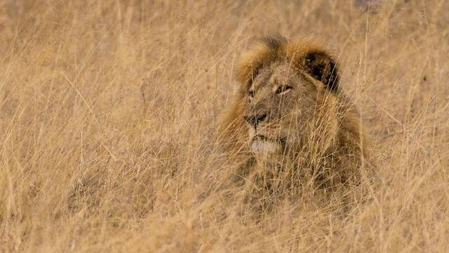 「津巴布韦狮子王」塞西尔（Cecil）遭美国牙医帕尔马违法猎杀