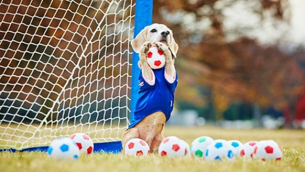 日本千叶县小猎犬“布甸”，在1分钟内以两只前脚成功接到14球。