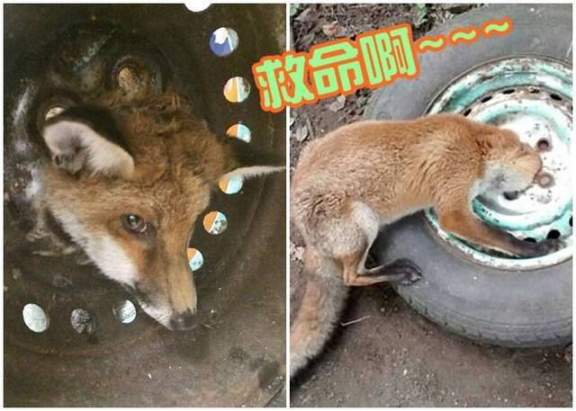 小狐狸被困于一个废弃的轮胎中轴