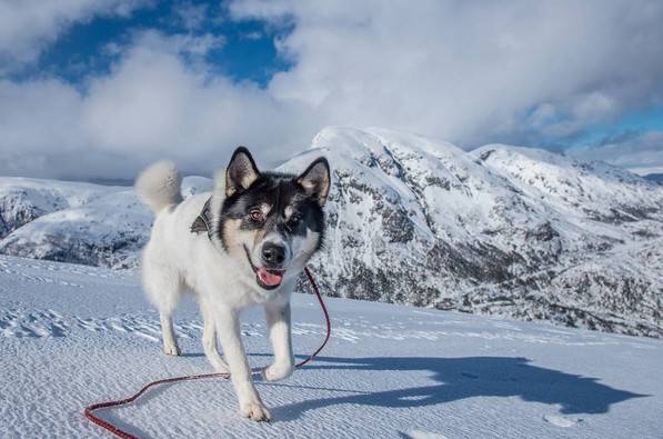 挪威男子HenrikVikse毅然辞职带着爱犬哈士奇Akiak踏上冒险之旅