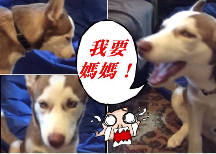 爱斯基摩犬竟然开口说人话