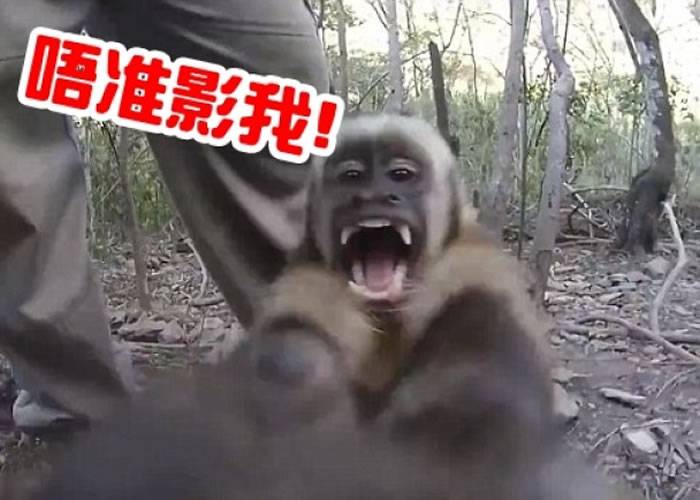 小猴似是不喜欢被拍摄，想要伸手抢去镜头。