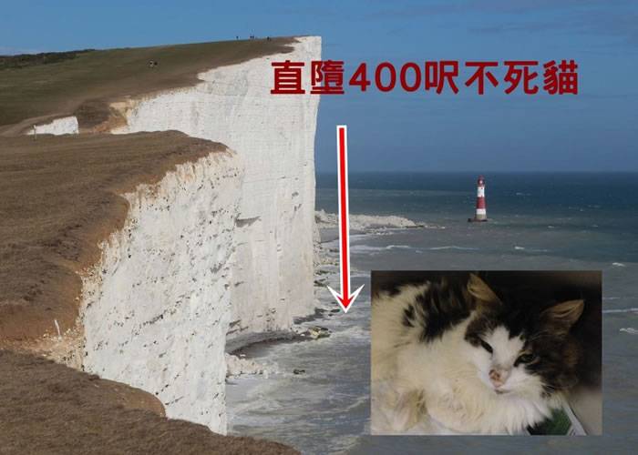 小猫直堕400呎崖边不死