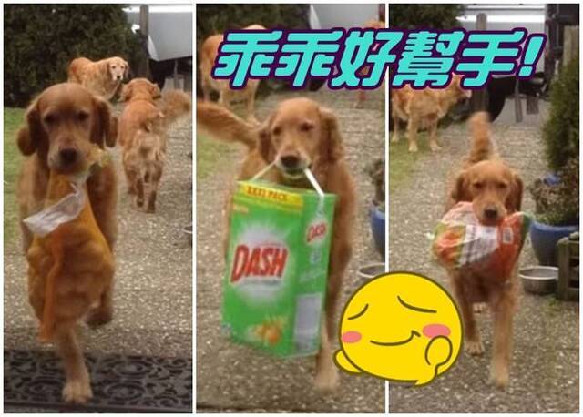 金毛寻回犬主动上前帮忙拿东西的举动，令人窝心。