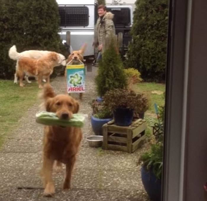 其余2条狗狗站在门口，陪着小伙伴。