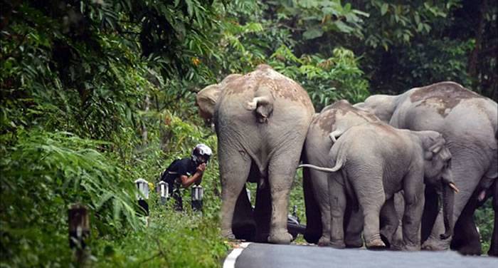 当摩托车手接近考雅（KhaoYai）国家公园中部时，大象对其做出愤怒回应。