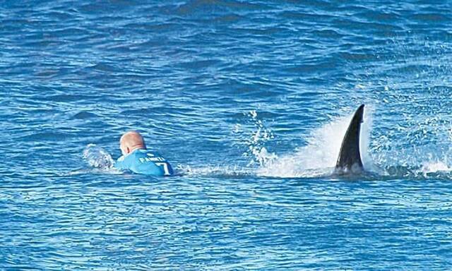 经常发生鲨鱼袭击泳客事件澳大利亚新南威尔士决定用无人机“追踪”鲨鱼
